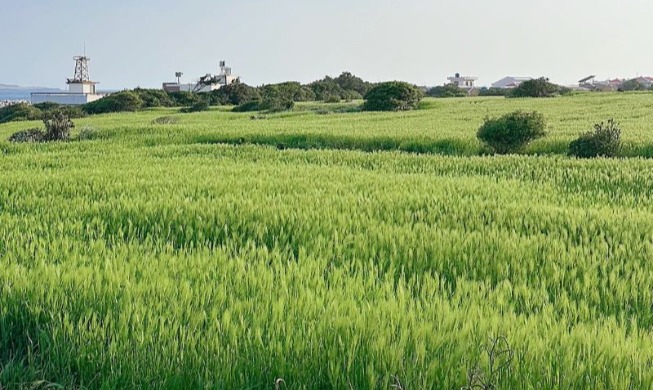 加波島青麦祭り
