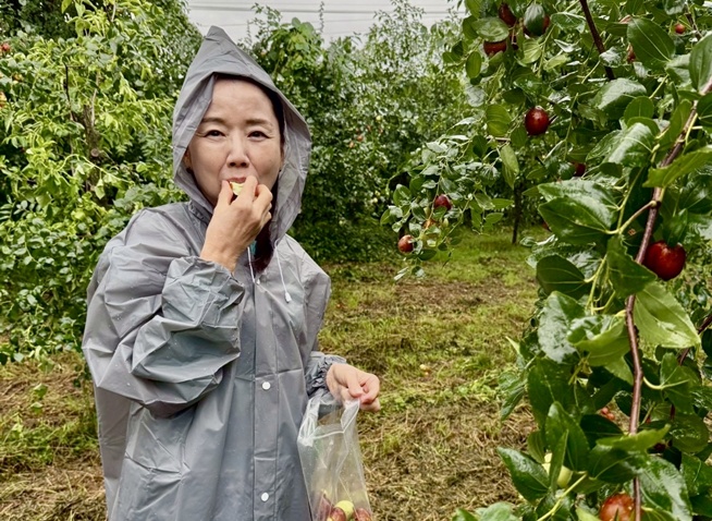 韓国の秋の味覚　慶山・なつめ収穫体験