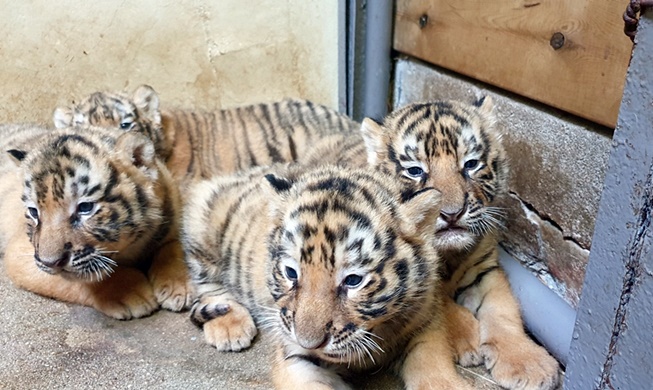 絶滅危惧種の韓国トラの赤ちゃん５頭誕生