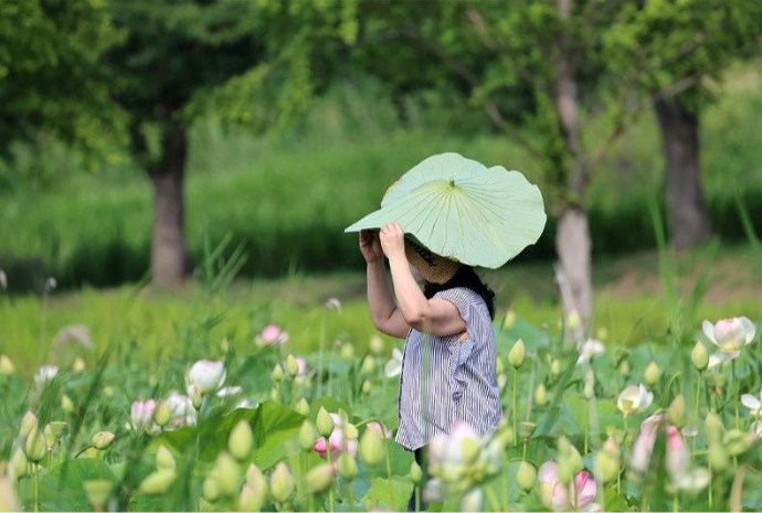 ハスの葉で夏の日差しをしのぐ 