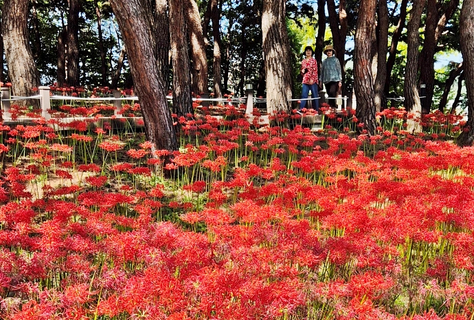 リコリス花でいっぱいの樹木園