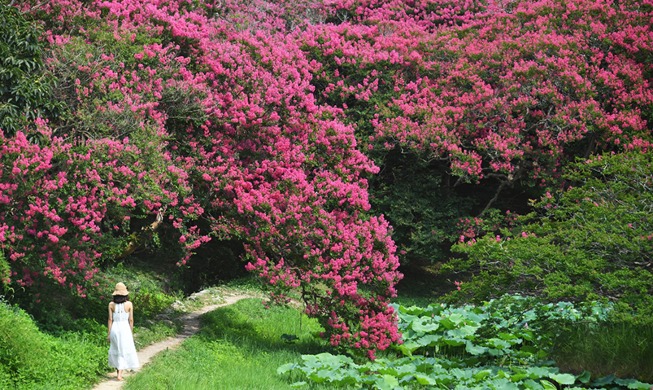 【写真で見る韓国】夏の百日草