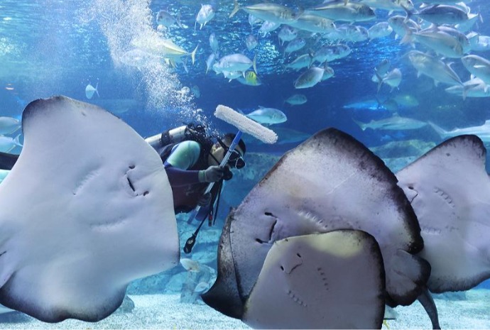 新年を迎え、水族館の水槽を清掃