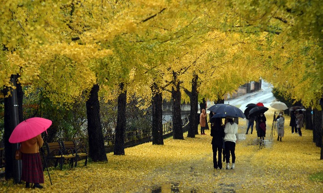 【写真で見る韓国】】秋雨の降る銀杏の並木道