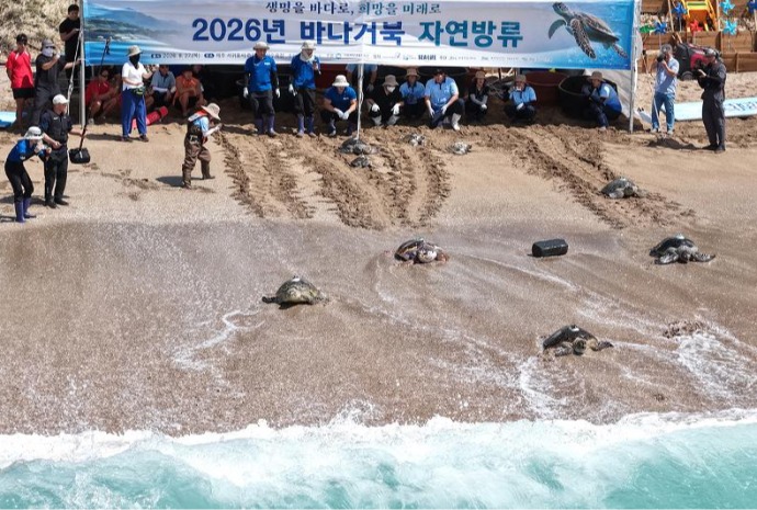ウミガメ、故郷の海へ 