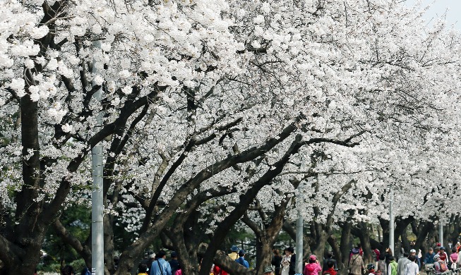 桜の開花はいつ頃？　釜山20日・ソウル4月2日
