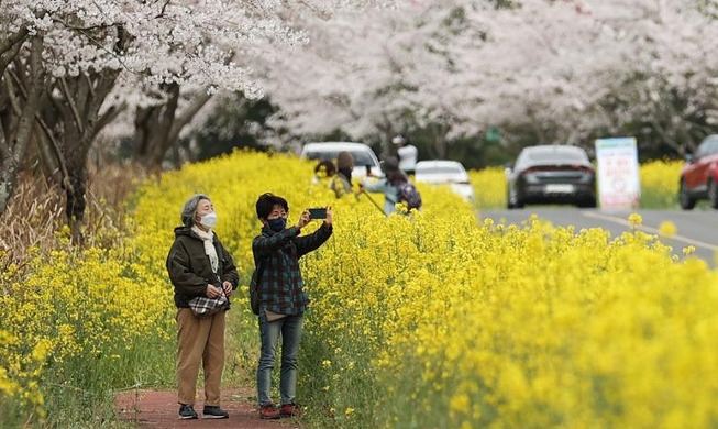 済州菜の花祭り