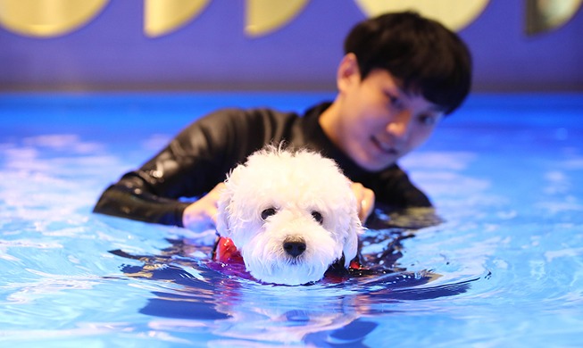 【写真で見る韓国】水泳教育を受ける犬