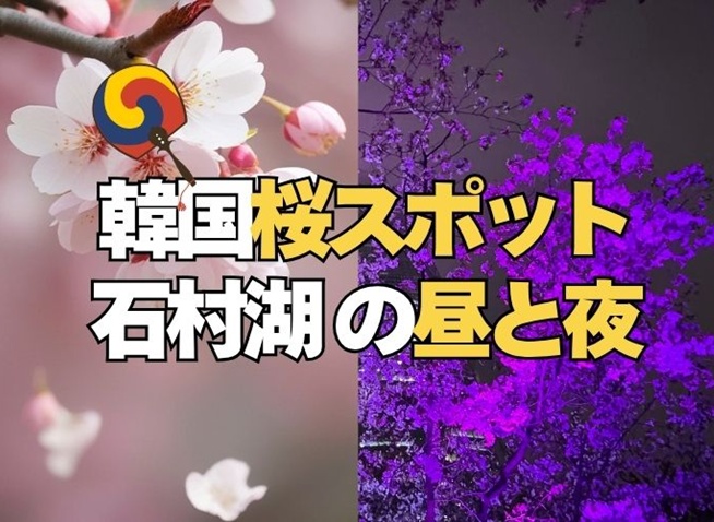 韓国の桜、昼と夜で全然違った【石村湖】
