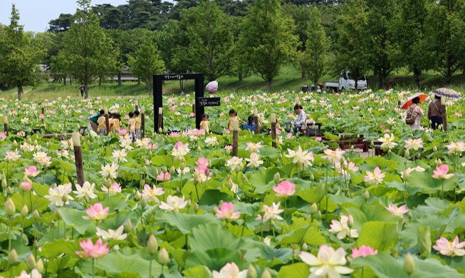 満開を迎えた蓮の花