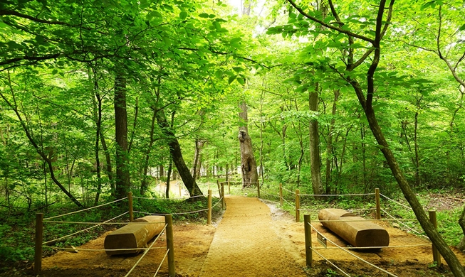 「神様の庭園」と呼ばれる朝鮮王陵・森の道が一般公開