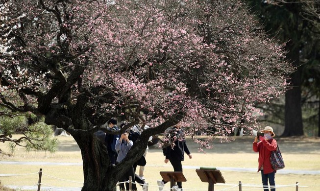 紅梅の花