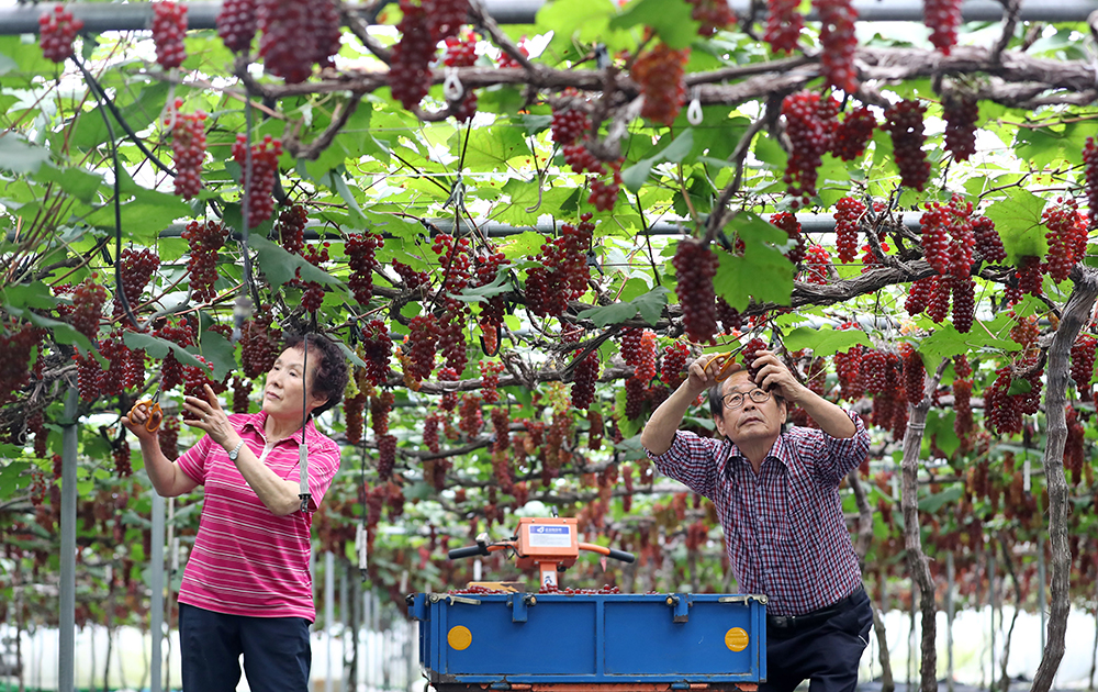 １３日の午前、大田市・東区のデラウェアぶどう農家で、農民がぶどうを丁寧に摘み取っている。