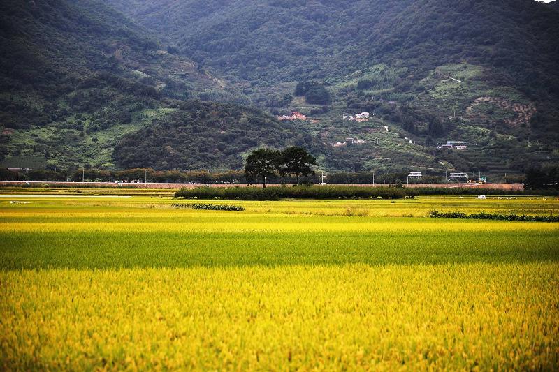 大河小説「土地」の背景となった平沙里の野原