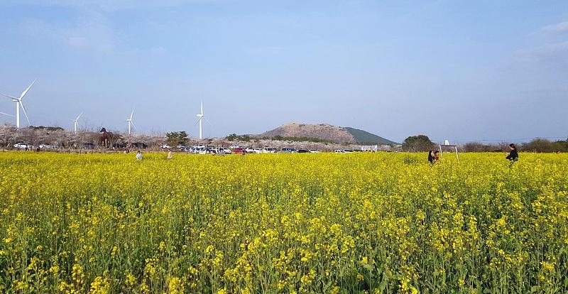 菜の花＝VISIT JEJU提供