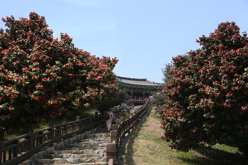ツバキの森＝舒川郡提供