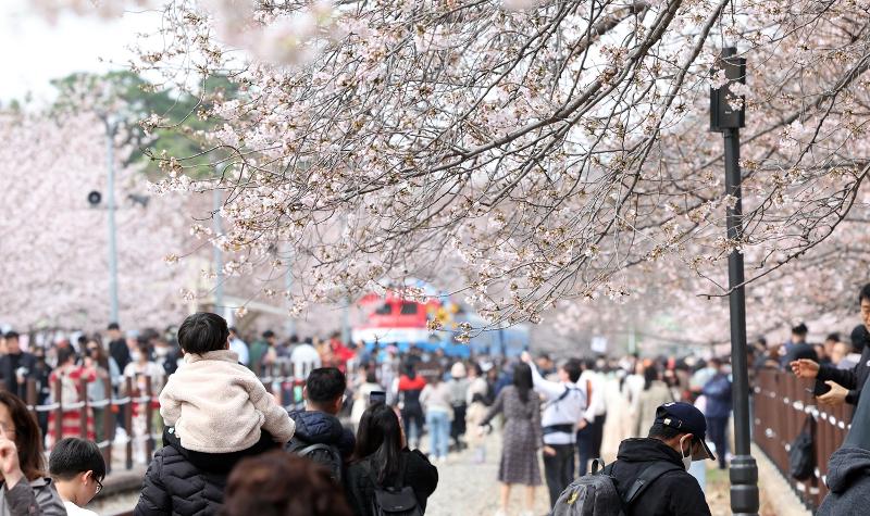 桜が楽しめる鎮海「軍港祭」＝聯合ニュース
