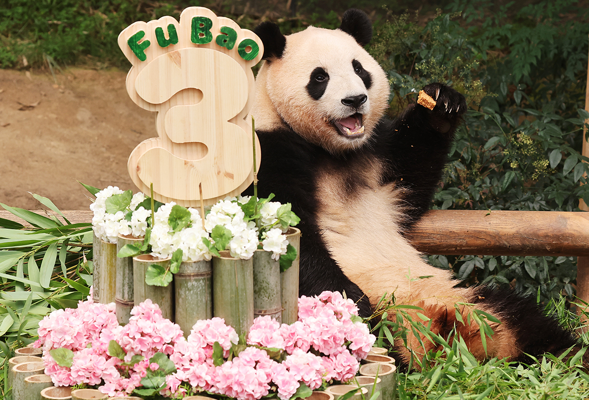 ２０日、3日目のお誕生日を迎えた赤ちゃんパンダ、プーバオ。飼育員がプレゼントした竹、竹の葉、人参で作ったケーキを食べている。プーバオは、韓国で初めて自然繫殖で生まれたジャイアントパンダで、２０２０年７月２０日に１９７ｇで生まれ、現在は９８㎏。