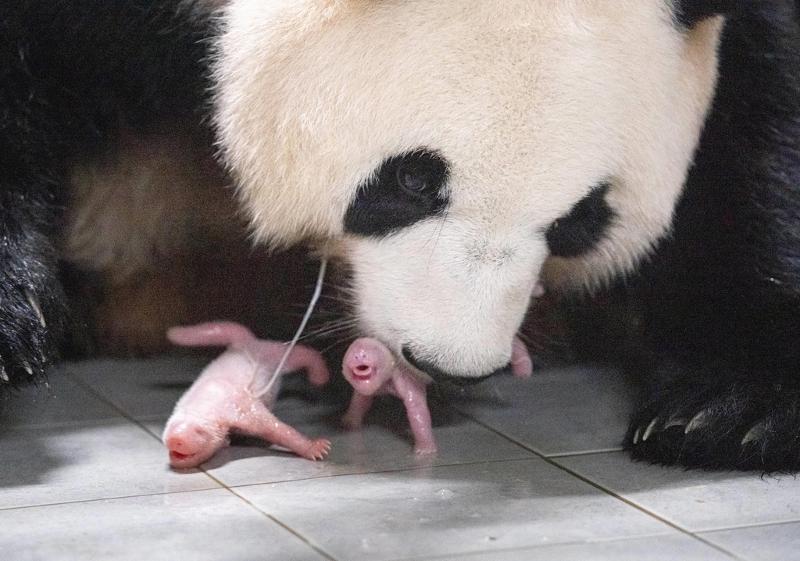 お母さんパンダのアイバオと双子の赤ちゃんパンダ