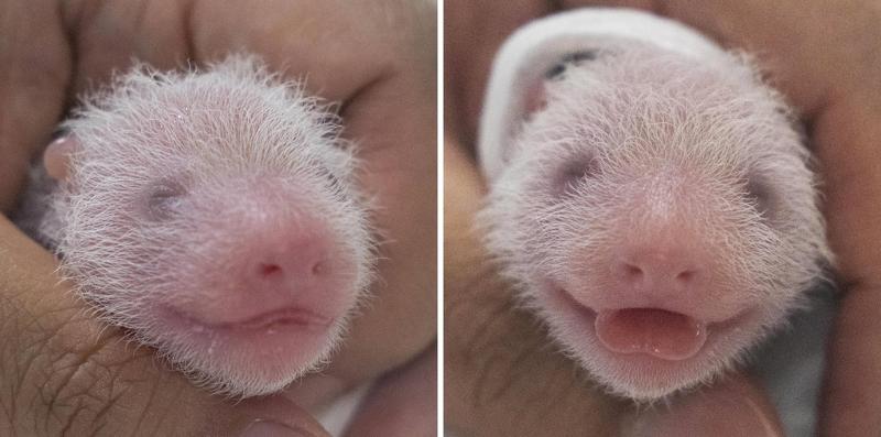 ７日生まれた双子の赤ちゃんパンダ。（左から）お姉ちゃんパンダ、妹パンダ。