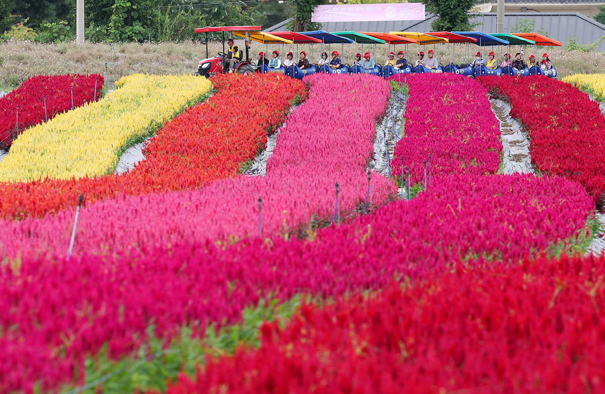 ３０日、江原（カンウォン）道・鉄原（チョルウォン）郡の孤石亭（コソクジョン）花畑で、赤のケイトウなど秋の花が色鮮やかに咲いている。「孤石亭花畑」は、鉄原を代表する観光地である孤石亭の近くに位置し、季節ごとに特色のある花が見られる。１８種、１００万本に及ぶ多種多様な花が楽しめる今回のイベントは、来月１日から正式オープンする。 