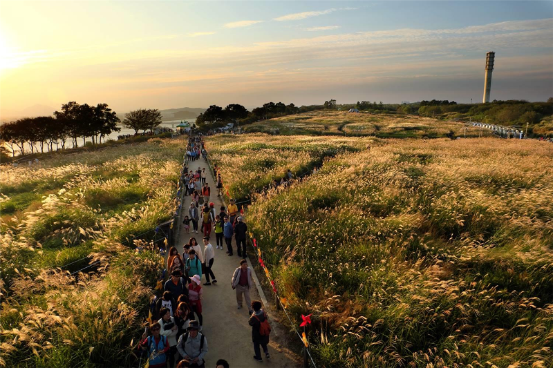 ソウル麻浦区ハヌル公園ススキの道