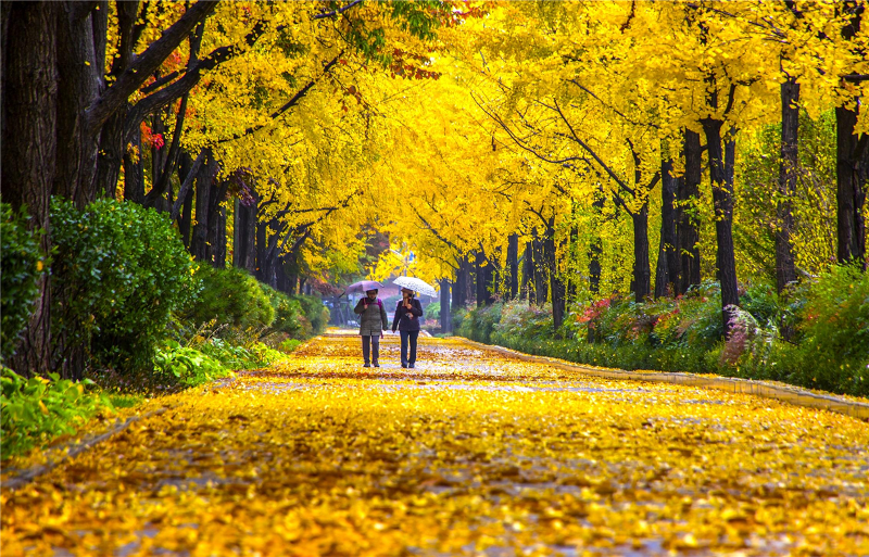 ソウル松坡区慰礼城の道
