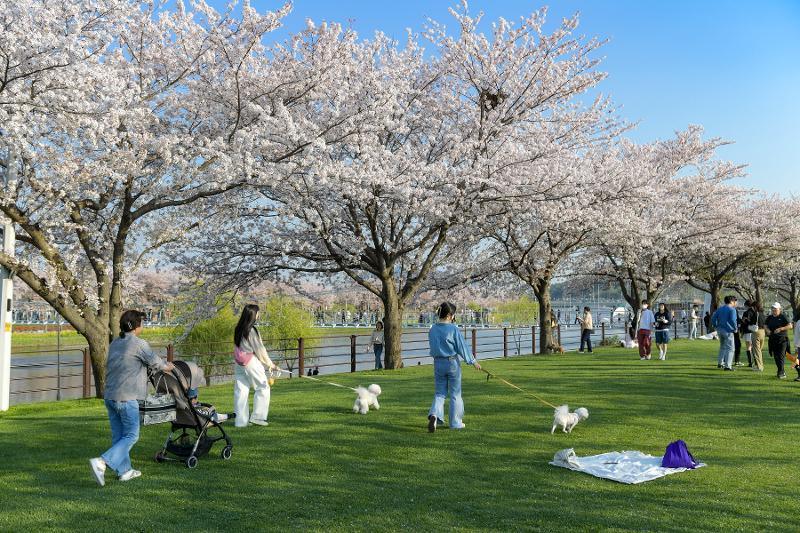 全羅南道・順天市で伴侶動物と散歩する市民ら＝文化体育観光部