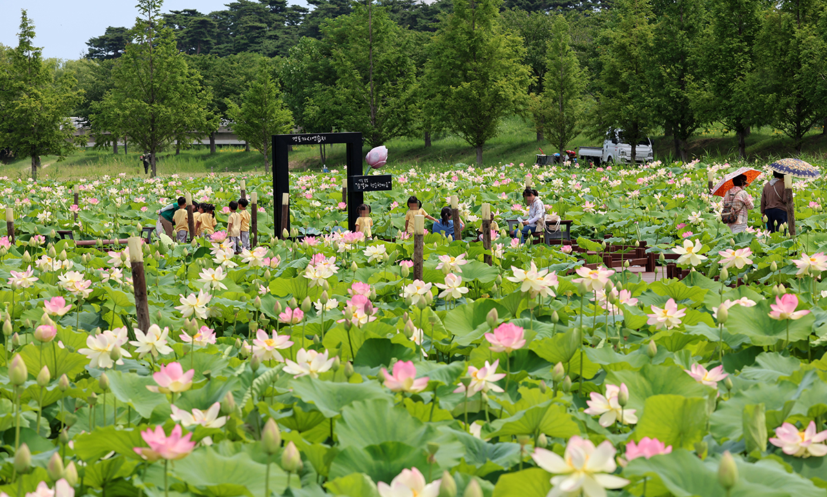 満開を迎えた蓮の花 : Korea.net : The official website of the