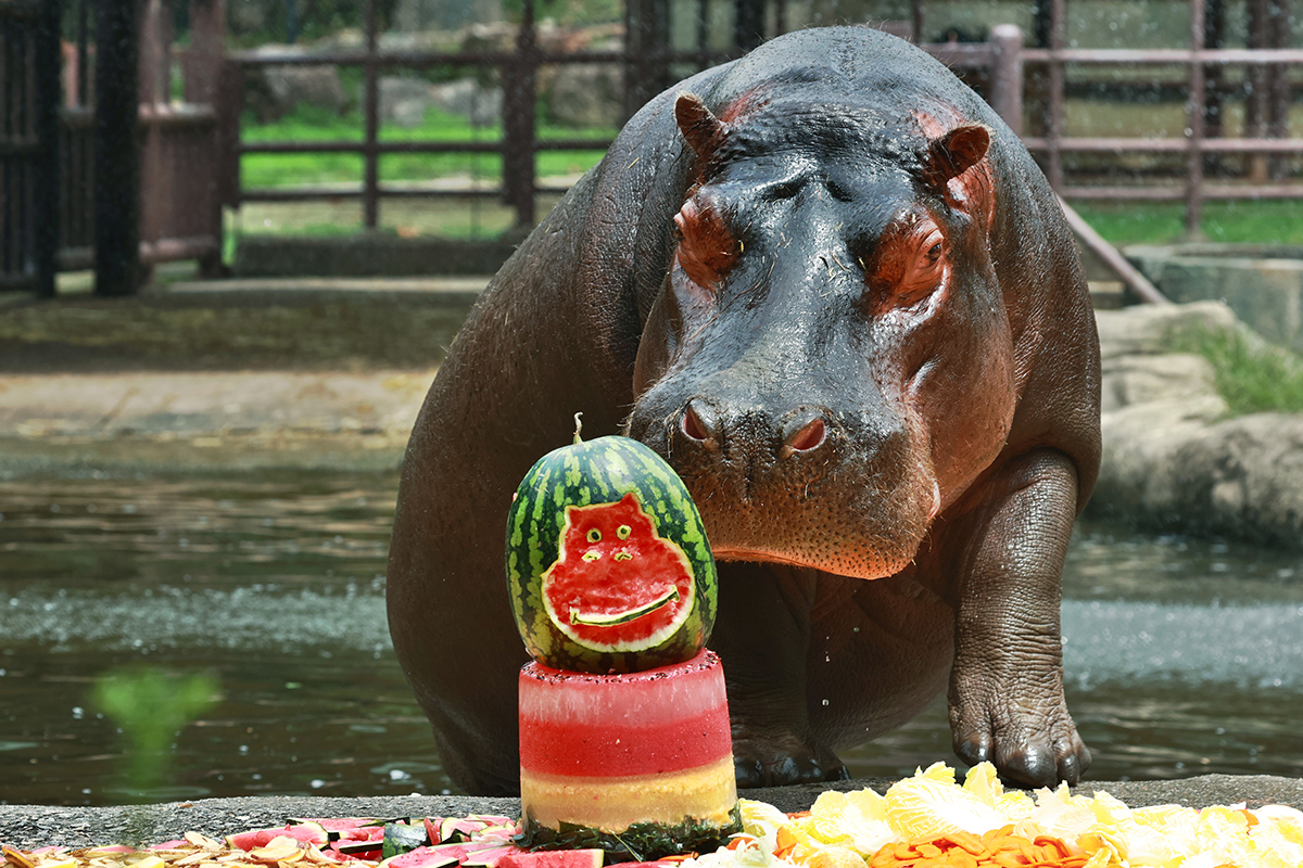 ２５日、京畿道・果川にあるソウル大公園で、カバが果物のケーキを食べている。 