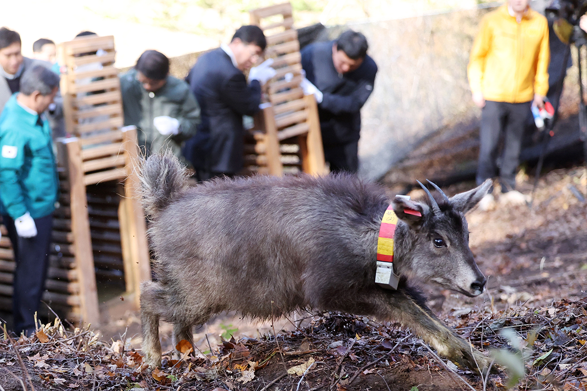 ３１日、江原道・ 楊口郡で、天然記念物で絶滅危機野生生物１級の山ヤギを野生に返す行事が行われた。 