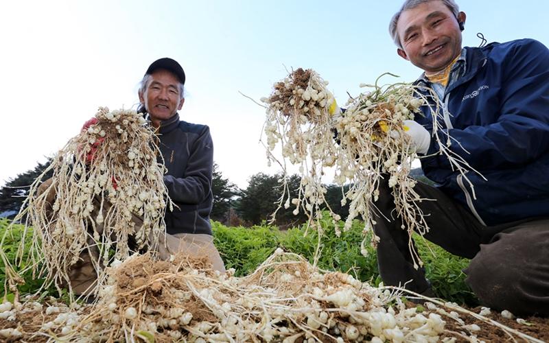 国立湖南圏生物資源館は、チョロギが短期記憶力の改善に効果的であることを明らかにした＝聯合ニュース