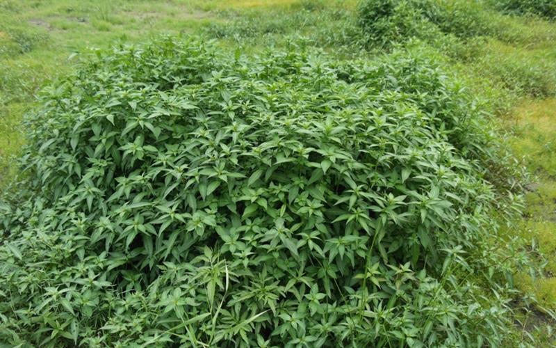 ▲ 자생 담수식물인 여뀌바늘이 대장암세포 증식을 억제하는 것으로 확인됐다. 국가생물종지식정보시스템 갈무리