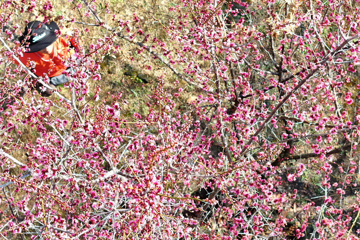 済州道（チェジュド）・西帰浦市（ソグィポシ）のイ・ジュンソプ公園内に紅梅の花が咲いている様子。