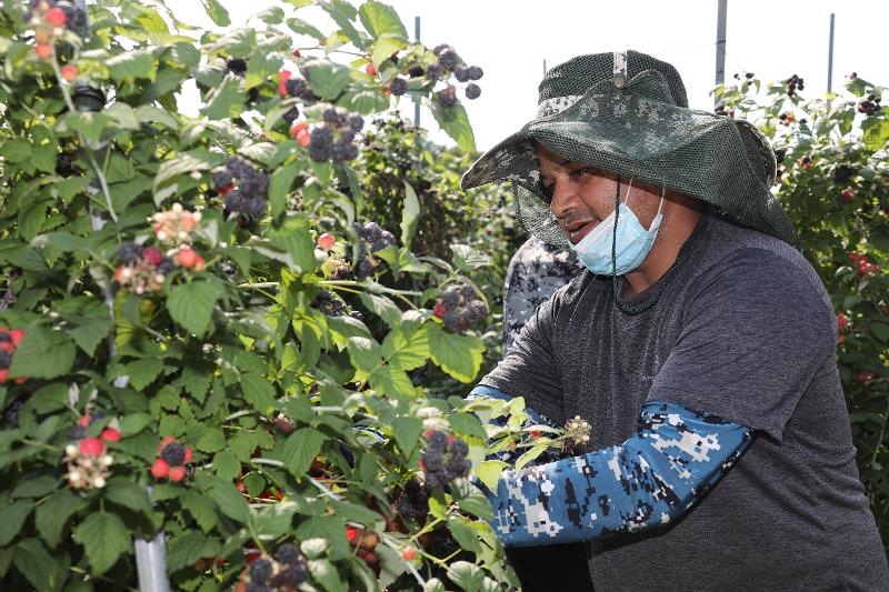 写真は、農家で覆盆子を収穫する外国人労働者＝全羅北道・茂朱郡、茂朱郡