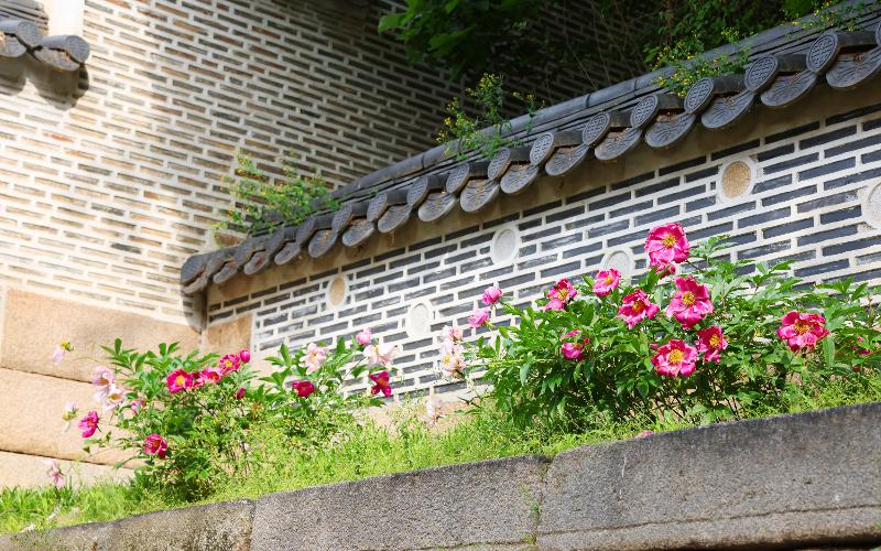 昌徳宮は自然との調和が完璧だ。シャクヤクの花がきれいに咲いている。