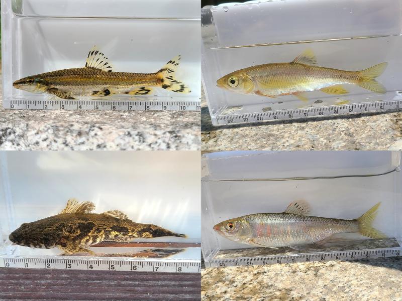 清渓川で発見された魚たち。（左上）シュリ。