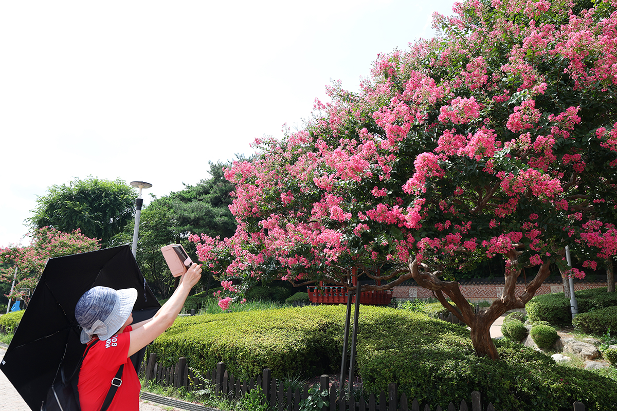 ４日、ソウル・麻浦（マポ）区の上岩（サンアム）ワールドカップ広場で、サルスベリの花の写真を撮る市民の様子。サルスベリの花は、７月中旬から９月初めまで花を咲かせる。
