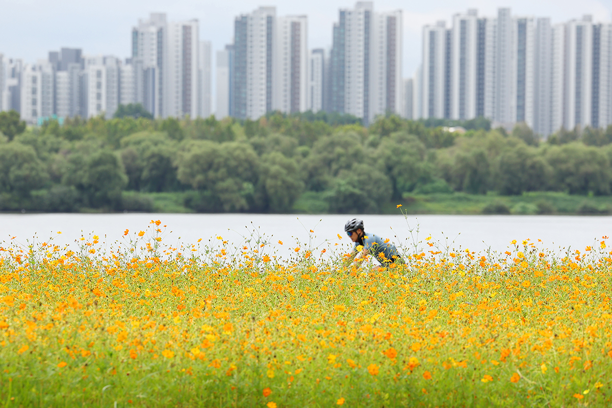 １日、京畿（キョンギ）道・南楊（ナムヤンジュ）州の漢江（ハンガン）公園にて。全国的に秋雨が降る中、コスモスが咲き乱れる道を自転車で通り過ぎる市民の様子。