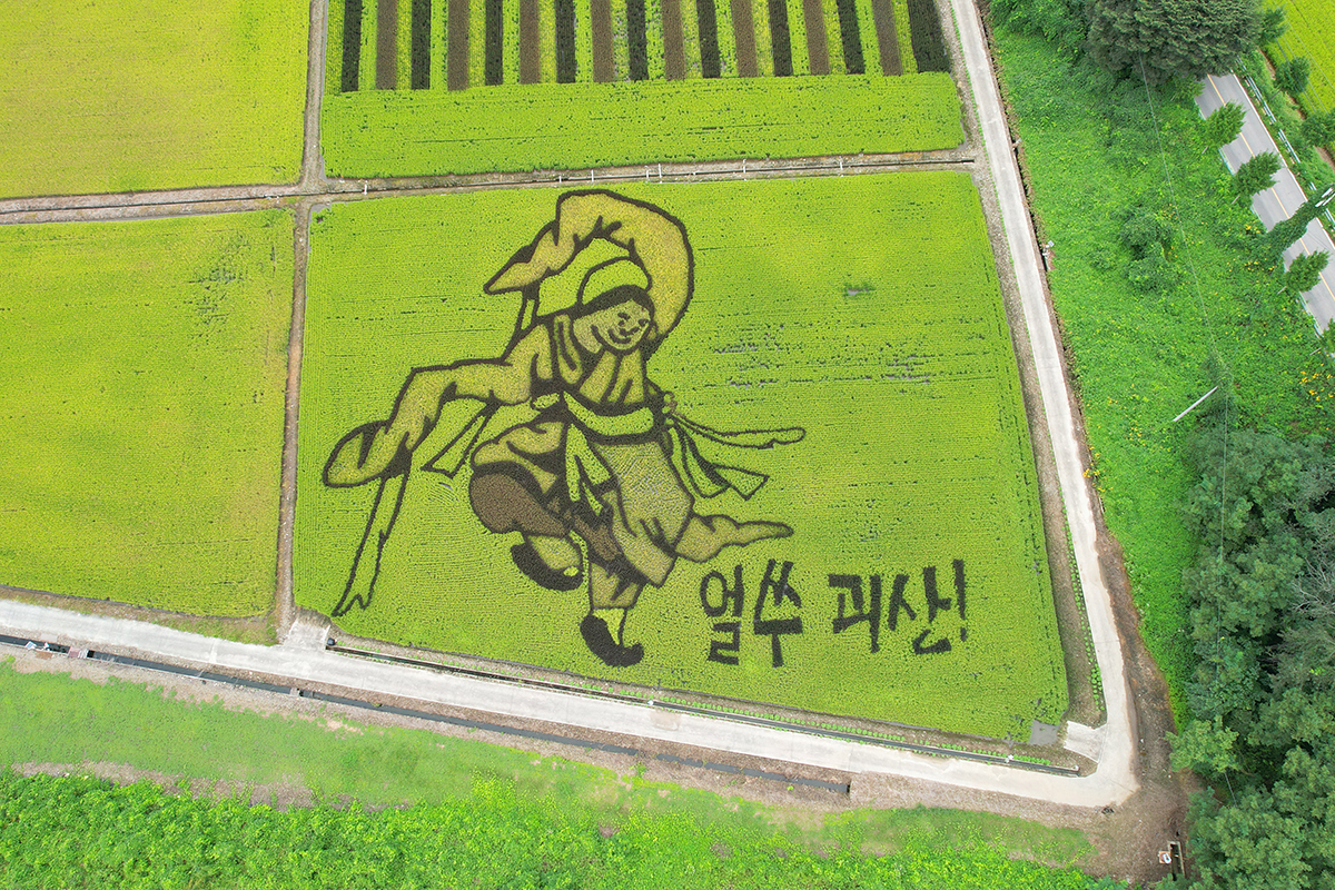 ８日、忠清北（チュンチョンブク）道・槐山（クェサン）郡のムングァン貯水池付近に造成された「田んぼアート」。槐山郡は、朝鮮後期の風俗画の大家であるキム・ホンドの代表作『舞童（ムドン）』をモチーフに、躍動感あふれる絵を田んぼに描いた。