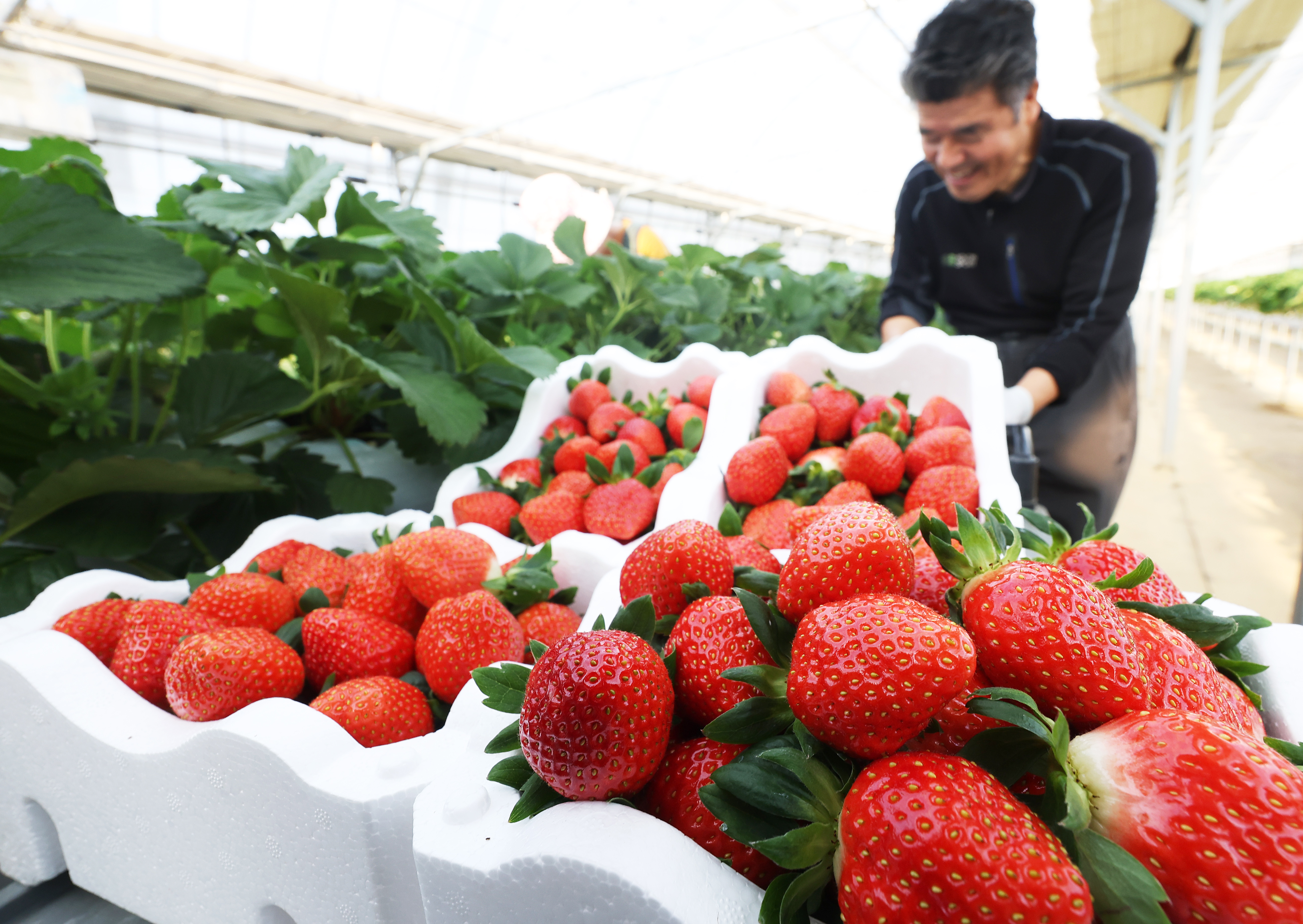 ９日、京畿（キョンギ）道・華城（ファソン）市のイチゴ農家で、ビニールハウスで育てたイチゴを収穫する様子。