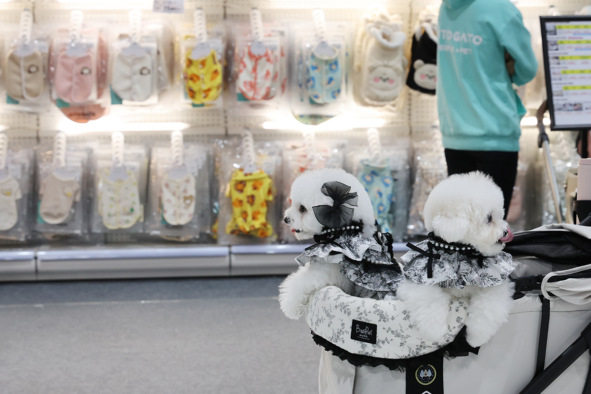 １２日、ソウルのセテックでクリスマス・ソウル・ペットショーが行われた。写真は、愛犬と一緒に展示場を見て回る市民の様子。