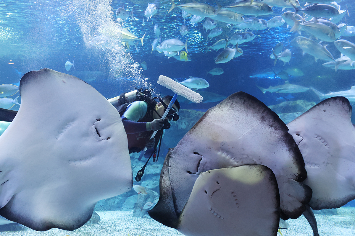 １９日、京畿（キョンギ）道・水原（スウォン）市のアクアプラネット・光教（クァンギョ）で、新年を迎え、潜水員が水槽の掃除を行う様子。