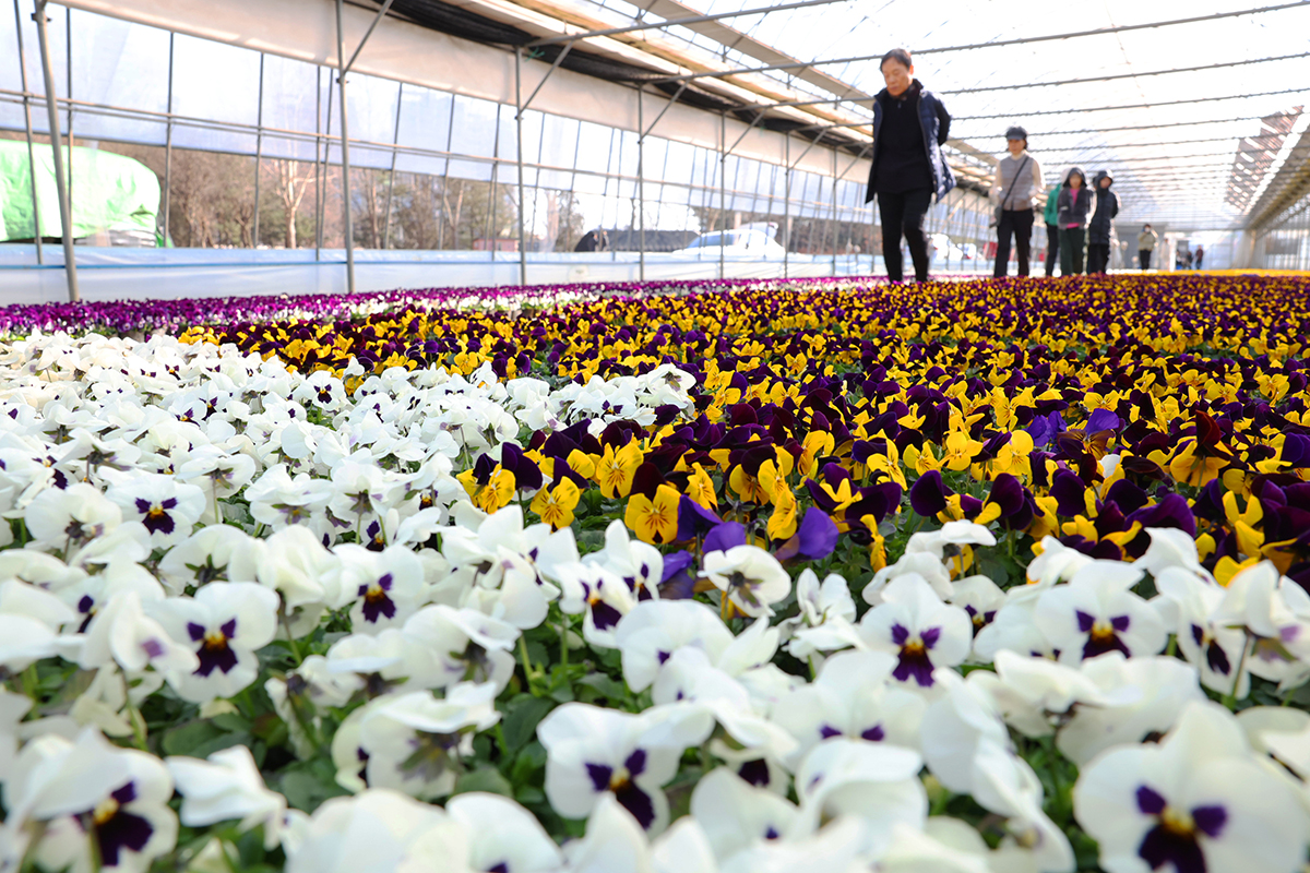 本格的な春の訪れを告げる節気・雨水（うすい）の１９日、京畿（キョンギ）道・安養（アニャン）市・東安（ドンアン）区の苗床に色とりどりの花が満開。