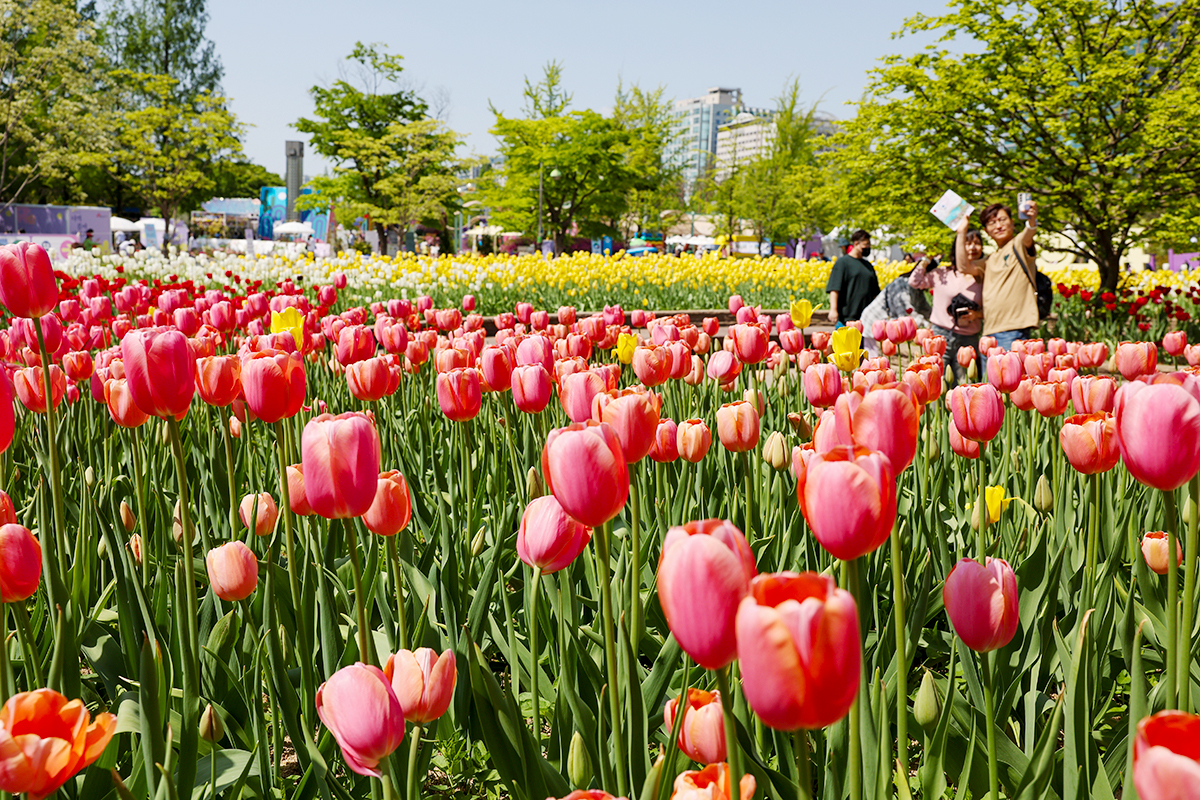 ３０日、京畿（キョンギ）道・高陽（コヤン）市の一山（イルサン）湖水公園で「２０２６高陽国際花博覧会」が開催された。会場を訪れた観覧客は、色とりどりの春の花に囲まれながら、春の訪れを満喫している。
