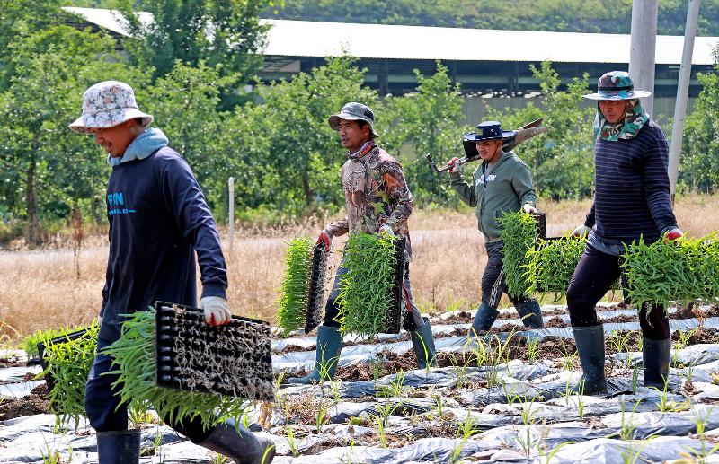 ６日の閣議で「老人長期療養保険法施行令改正案」が議決された。写真は、外国人季節労働者が忠清北道・槐山郡のトウモロコシ畑で播種作業を行う様子＝忠清北道 槐山郡