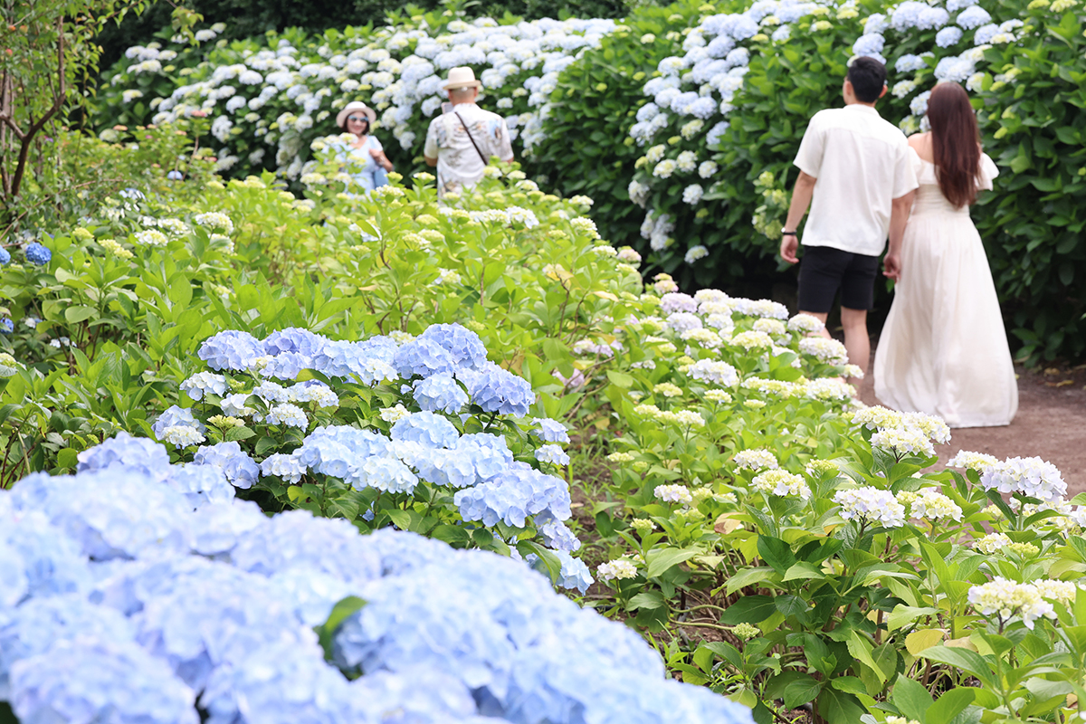 ９日、済州（チェジュ）島・西帰浦（ソグィポ）市の休愛里（ヒュエリ）自然生活公園を訪れた観光客が、アジサイが満開のオルレ道で写真を撮っている。