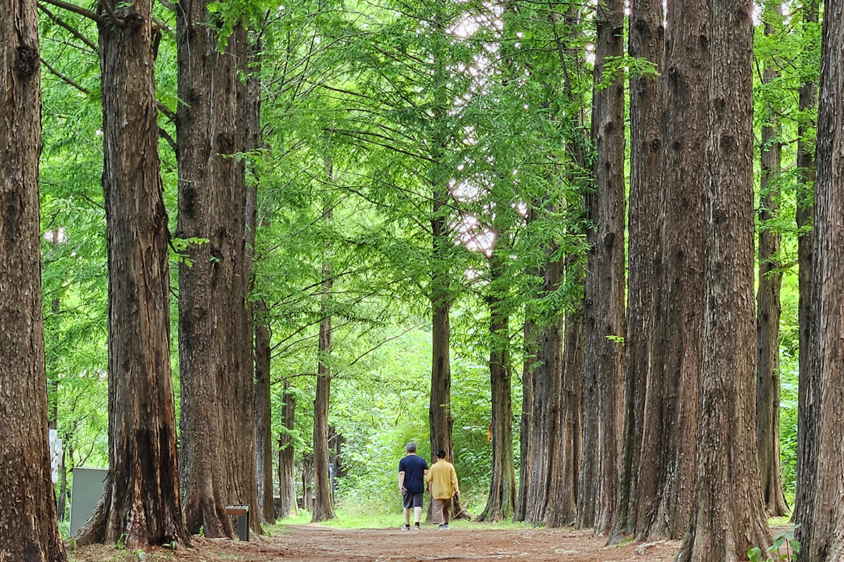初夏の陽気となった１５日、ソウル・麻浦（マポ）区のハヌル公園メタセコイア通りを訪れ散策を楽しむ市民の様子。