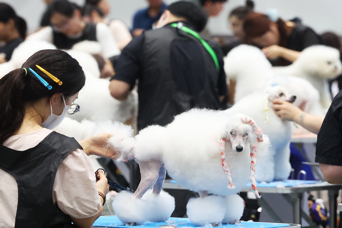 ２３日、京畿（キョンギ）道・水原（スウォン）市の「水原メッセ」で開催された「２０２６コリア・グランプリ・ドッグショー」で、トリミングコンテストの参加者たちが技術を競い合っている様子。
