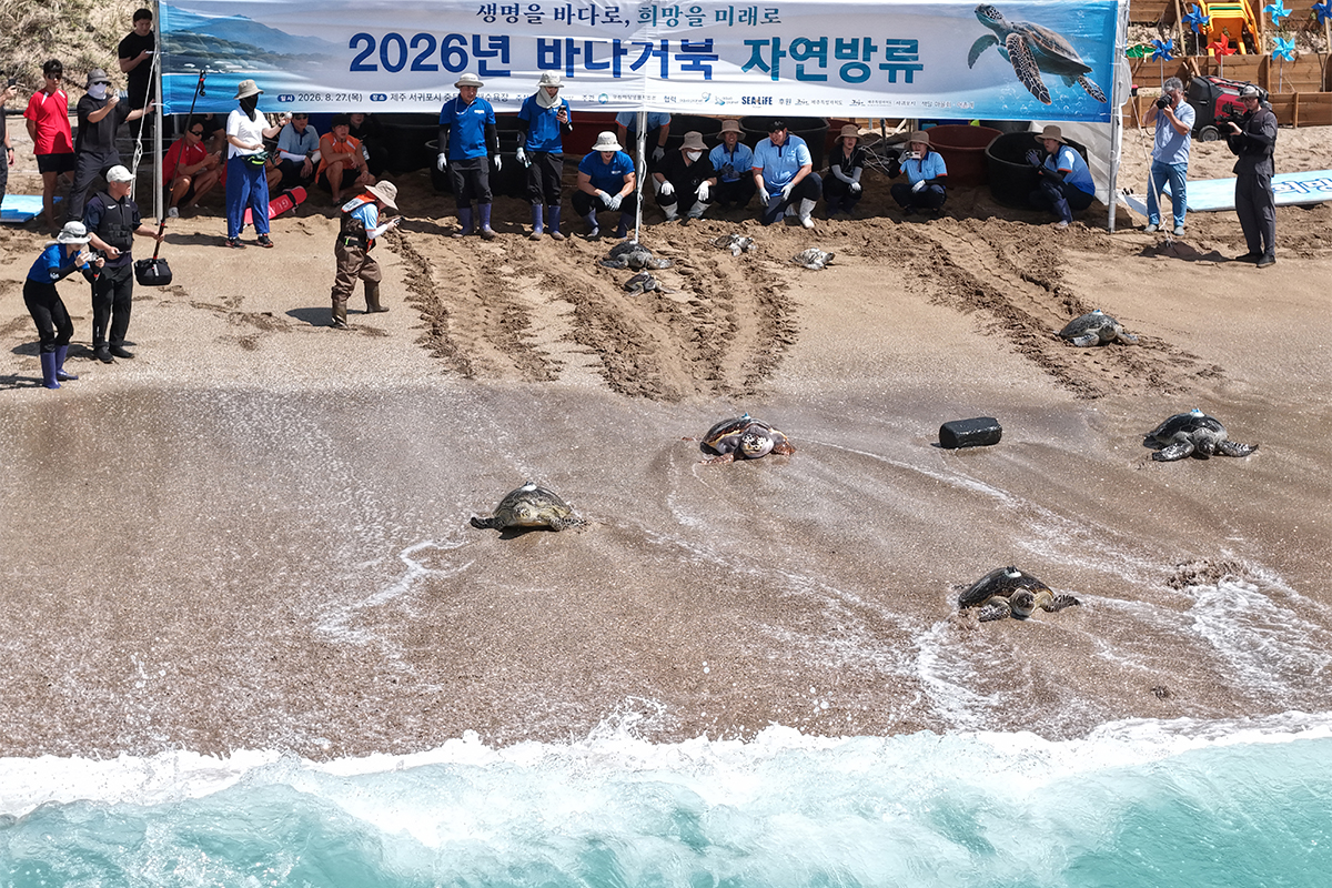 ２７日、済州（チェジュ）特別自治道・西帰浦（ソグィポ）市の海水浴場で「ウミガメ自然放流」のイベントが行われた。写真は、参加者が保護・治療を終えたウミガメや人工ふ化した個体を海へ放流する様子。